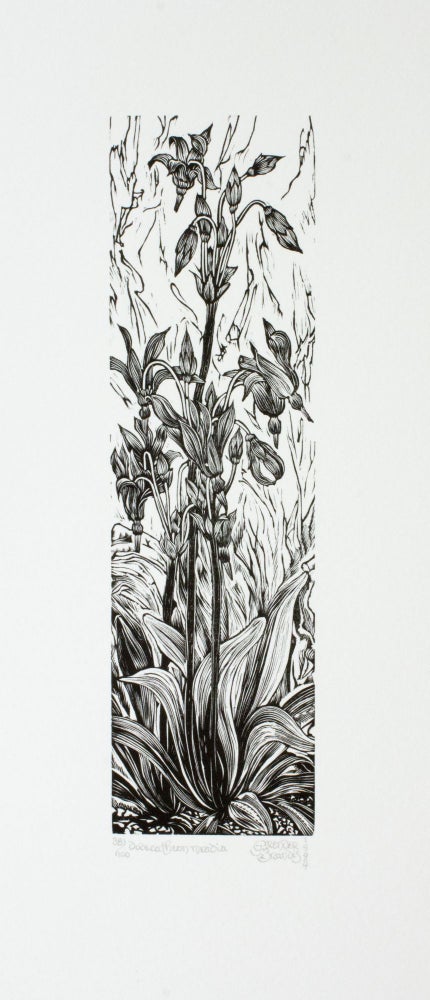 Item #281 Dodecatheon Meadia. Gerard Brender à Brandis, Wood Engraving.