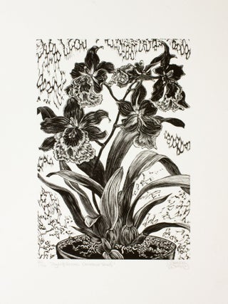 Item #290 Vuylstekeara Cambria ‘Plush’. Gerard Brender à. Brandis, Wood Engraving
