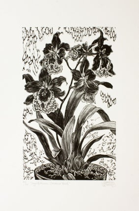 Item #290 Vuylstekeara Cambria ‘Plush’. Gerard Brender à Brandis, Wood Engraving