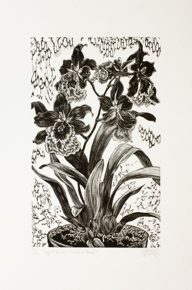 Item #290 Vuylstekeara Cambria ‘Plush’. Gerard Brender à Brandis, Wood Engraving.